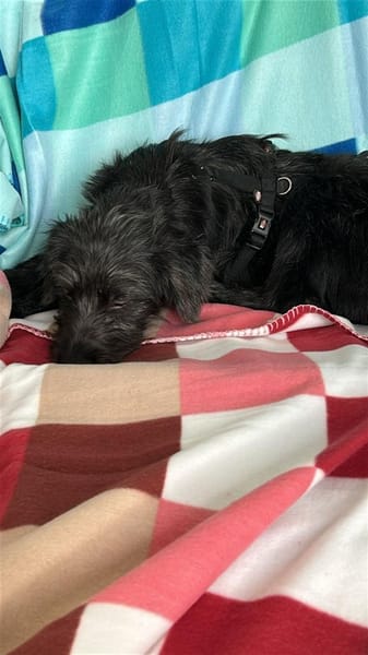 Pippin, liebes Mädchen