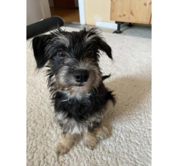 Loredana, Mini-Prinzessin, 5M in 65520