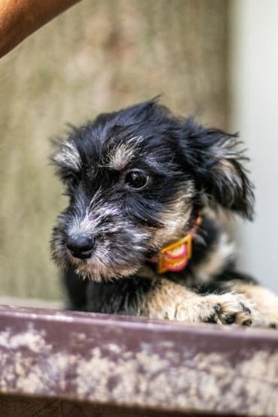 Loredana, Mini-Prinzessin, 5M in 65520