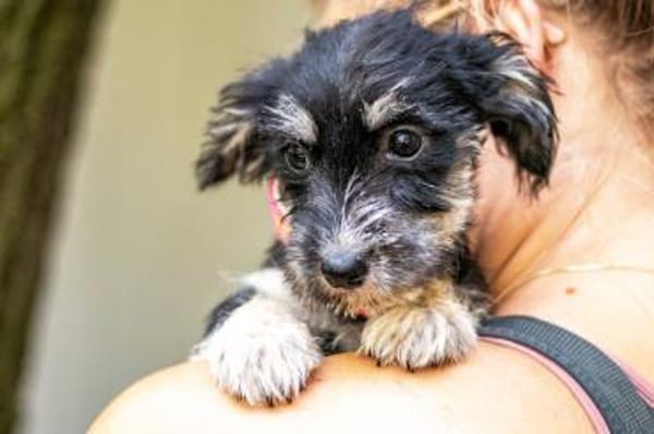 Loredana, Mini-Prinzessin, 5M in 65520