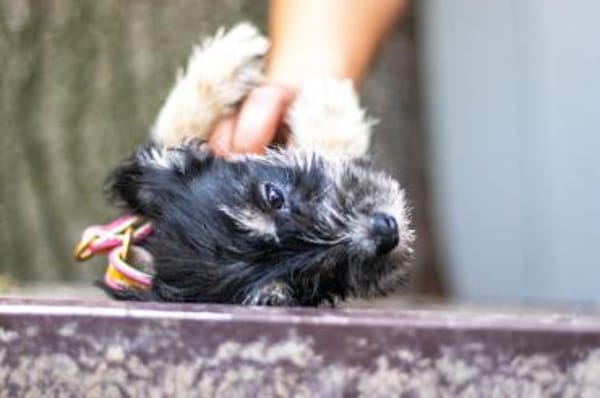 Loredana, Mini-Prinzessin, 5M in 65520