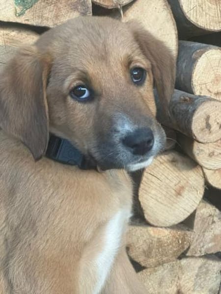 Manuka - schüchtern und süß