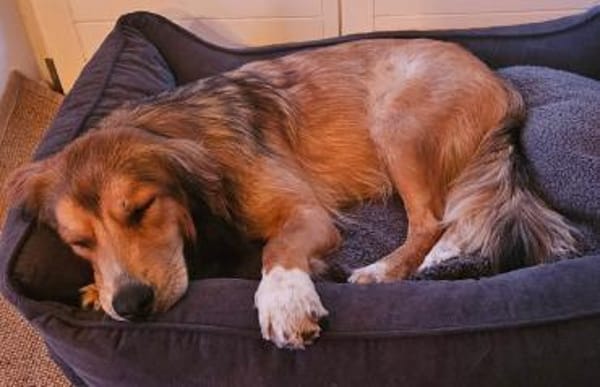 Cliff sucht -seinen Partner-