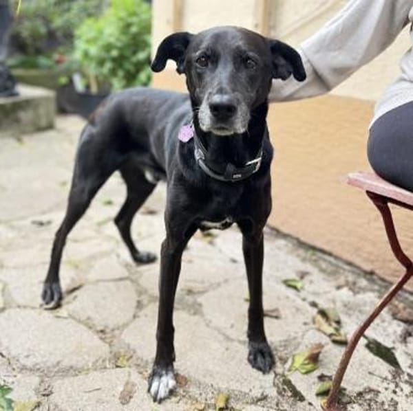 Bruno - Liebevoller Schmuser mit Herz