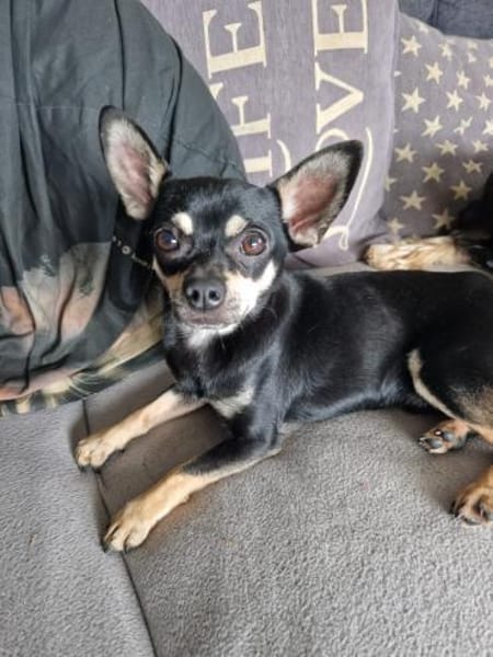 Csipa, hübscher Chihuahua geb. 2024