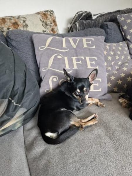 Csipa, hübscher Chihuahua geb. 2024