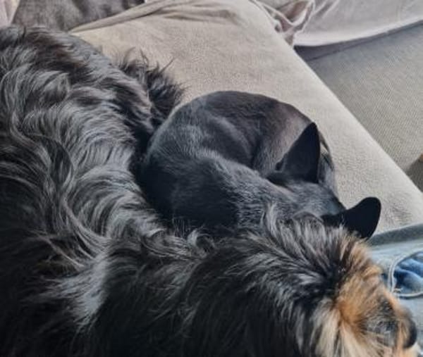 Csipa, hübscher Chihuahua geb. 2024