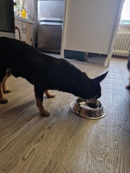 Csipa, hübscher Chihuahua geb. 2024