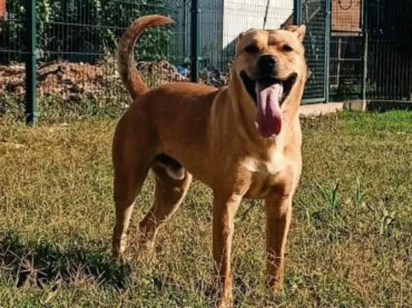 Barni ist ein lebensfreudiger Kerl