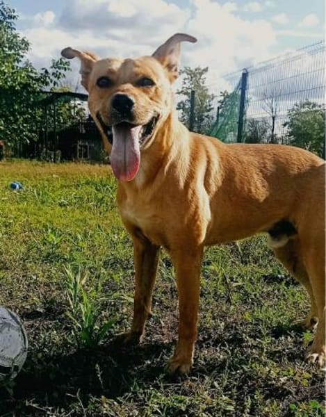 Barni ist ein lebensfreudiger Kerl