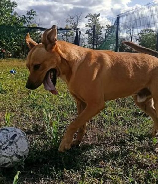 Barni ist ein lebensfreudiger Kerl