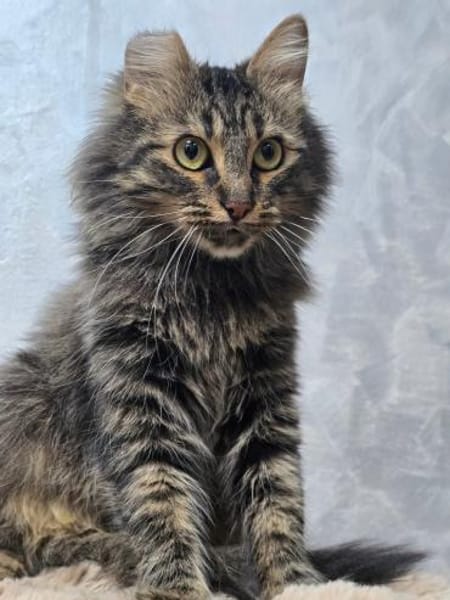 BARBIE-Girl auf Suche nach einem Zuhause