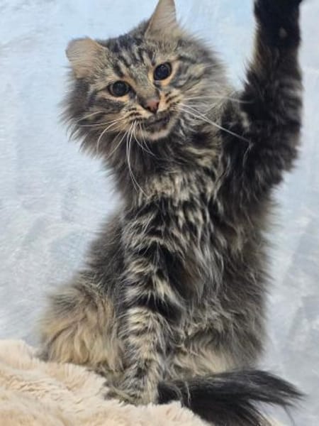 BARBIE-Girl auf Suche nach einem Zuhause