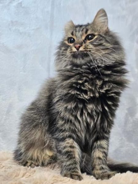 BARBIE-Girl auf Suche nach einem Zuhause