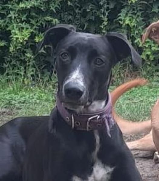 Tajo sucht sein Zuhause