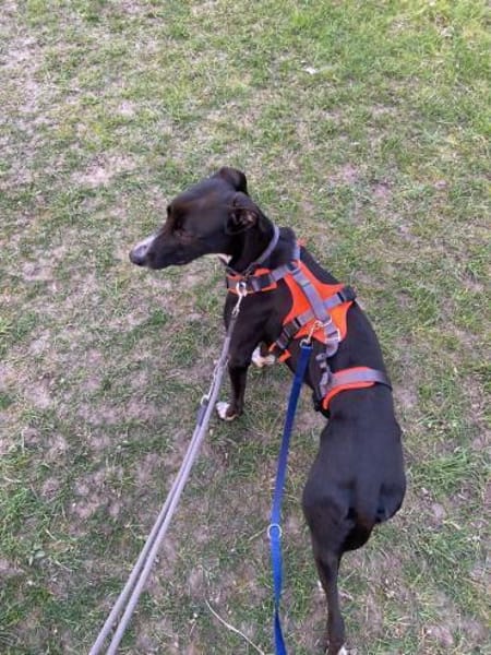 Tajo sucht sein Zuhause