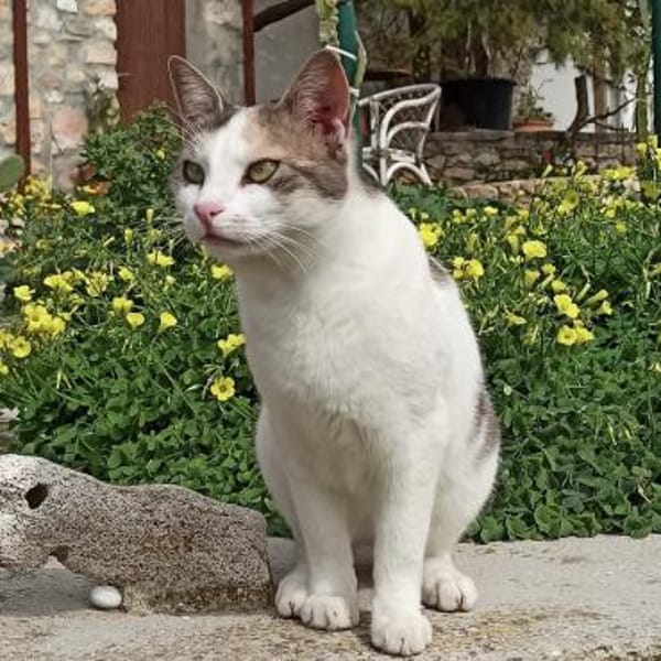 Sonnenschein Mina sucht Zuhause