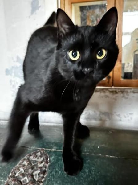 Mr. Jackson der Schmusekater!