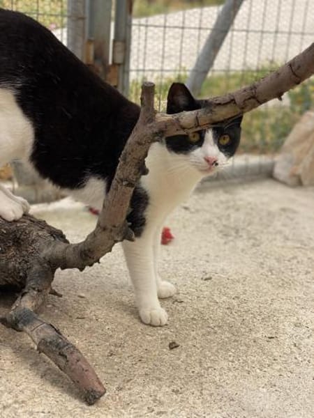 Schmusebär Athur sucht Zuhause!