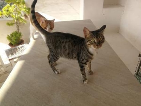 Schmusekater Rico sucht Zuhause