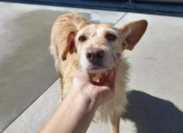 BECKY ❤ sucht einfühlsame Menschen