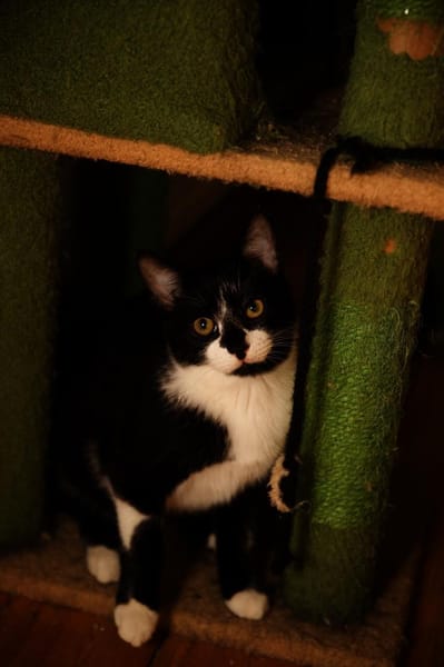 Katzenkind THADDÄUS sucht sein Zuhause!