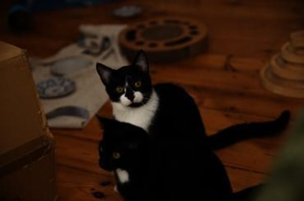 Katzenkind THADDÄUS sucht sein Zuhause!