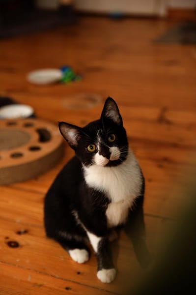 Katzenkind THADDÄUS sucht sein Zuhause!