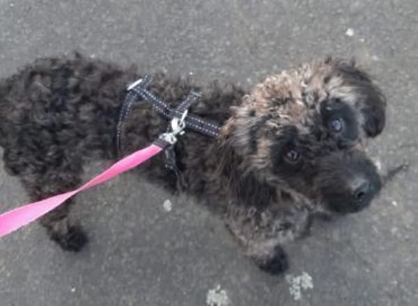 Paca, süßes Pudelmädchen geb. 2025