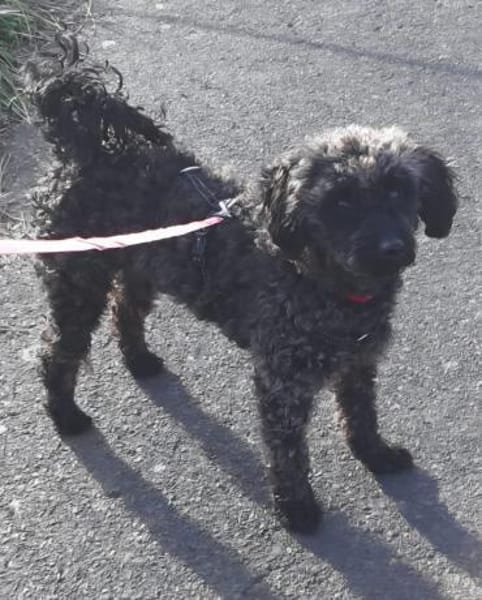 Paca, süßes Pudelmädchen geb. 2025