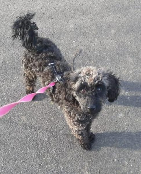 Paca, süßes Pudelmädchen geb. 2025