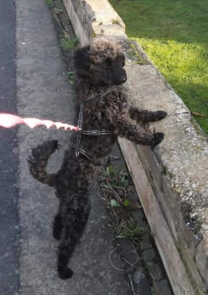 Paca, süßes Pudelmädchen geb. 2025