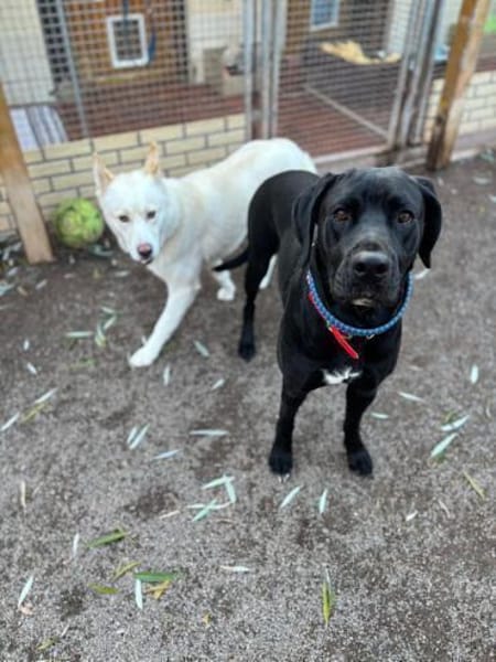 Sally und Diamond - ein liebes Pärchen