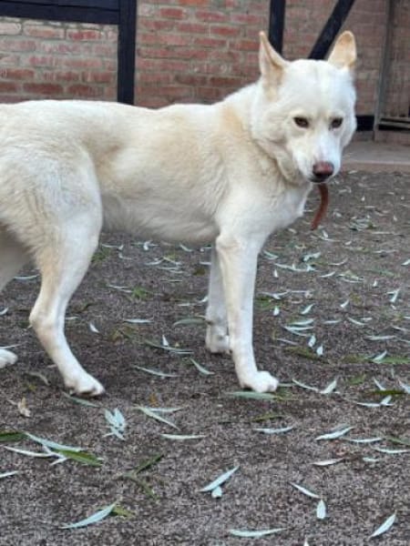 Sally und Diamond - ein liebes Pärchen