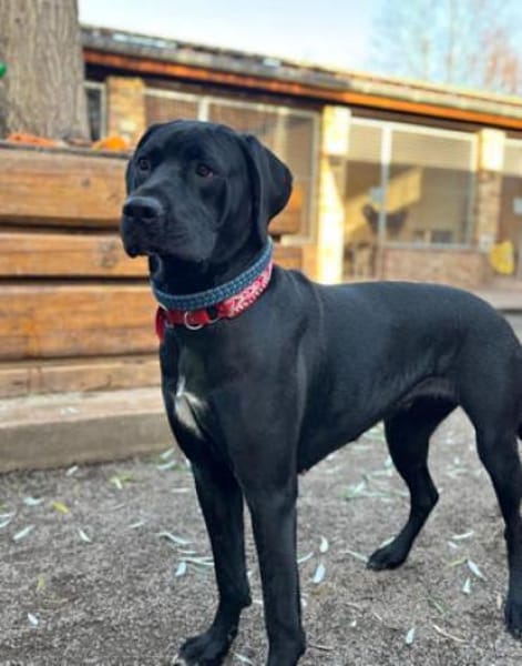 Sally und Diamond - ein liebes Pärchen