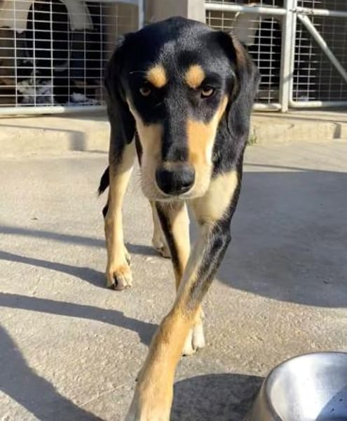 Liebe Soula sucht liebevolles Zuhause