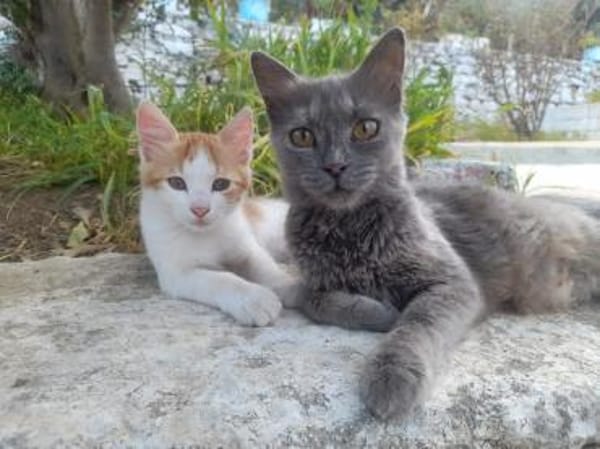 Mama Minka sucht Zuhause