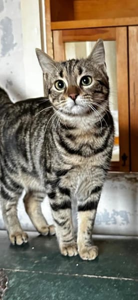 Momo - Ein Traum-Kätzchen!