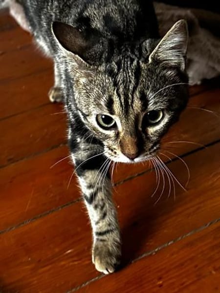 Momo - Ein Traum-Kätzchen!