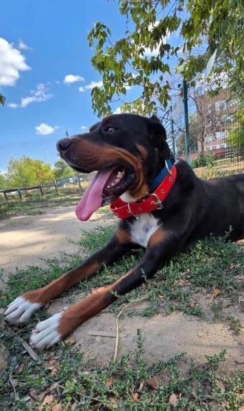 Tobi ein kinderfreundlicher lieber Hund