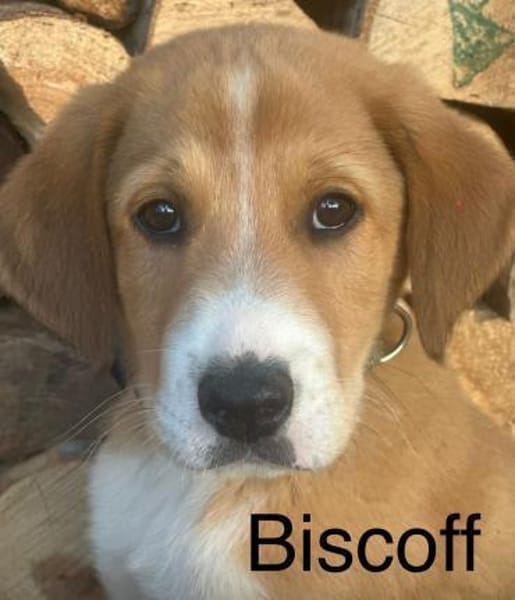 Biscoff auf Familiensuche