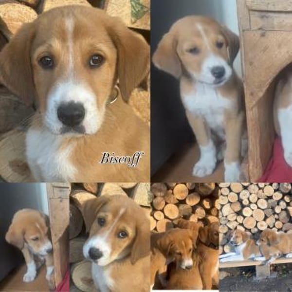 Biscoff auf Familiensuche