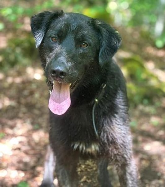 Anhänglicher Pancho sucht Zuhause