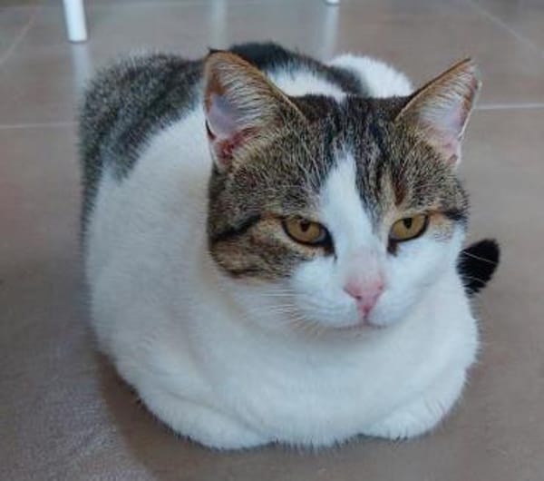 Gemütliche Frida sucht ihr Traumzuhause