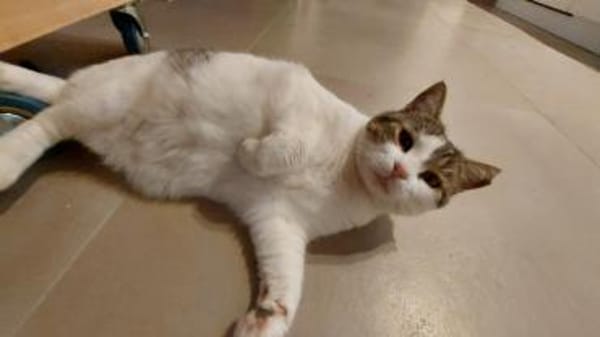 Gemütliche Frida sucht ihr Traumzuhause