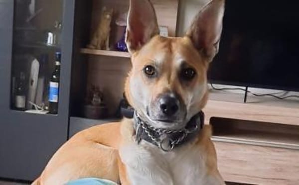 Aluna (jetzt Luna) sucht ein Zuhause