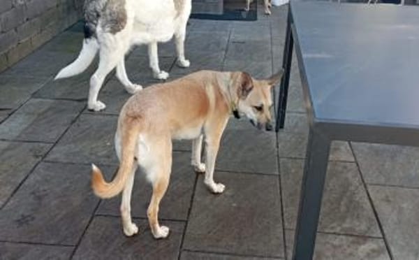 Aluna (jetzt Luna) sucht ein Zuhause