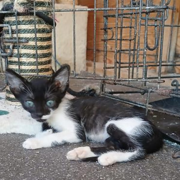 Micro - kleiner Kämpfer sucht Zuhause