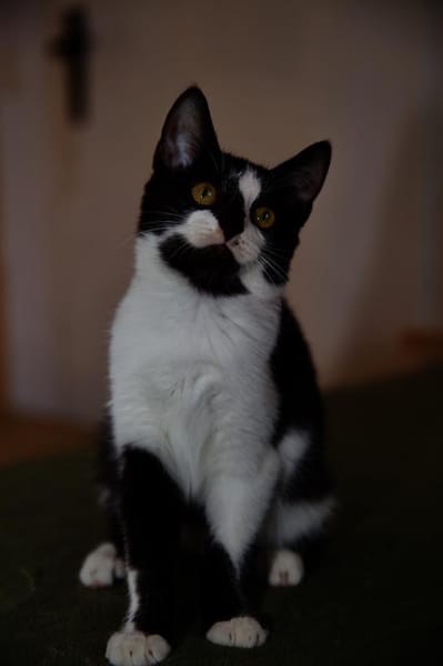 Katzenkind RONJA sucht ihr Zuhause!