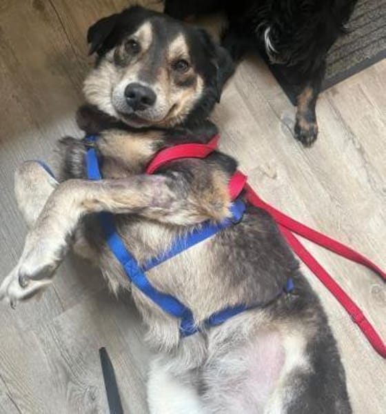 CHRISTOPHER * kerniger Typ